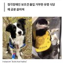 청각장애인 주인 자기 때문에 유명 식당서 &#39;출입 거부&#39; 당하자 시무룩해진 보조견 (영상) 이미지