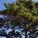 산삼자연휴양림 이미지