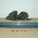 수석겔러리 이미지