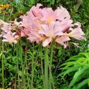 꽃 뜨락 이미지