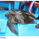 300살 푸른바다거북 방류, 조선시대 태어난 거북 `용왕님 품으로` 이미지