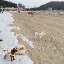 스위트펫 이미지