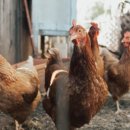 황금토종닭 이미지