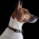 Rat Terrier 이미지