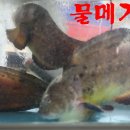 선어 이미지