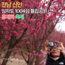 친수공원아름다운자연식물섬 | 2026 신안 임자도 섬 홍매화 축제 - 1004섬 튤립공원 홍매화 정원 봄 산책, 3월 7~8일 만개 예정