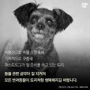 도그뉴스 이미지