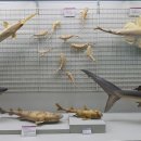 부산해양자연사박물관 이미지