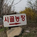 시골옻닭 이미지