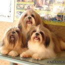 행운켄넬 이미지