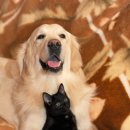 강아지와 고양이 이미지