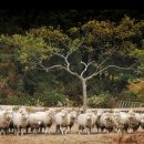 한국목장 이미지
