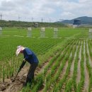 하나농산물 이미지