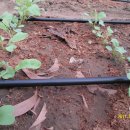 그린하우스 이미지