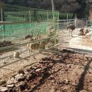 타조사육장 이미지