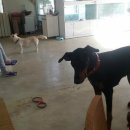 퍼피니스 이미지