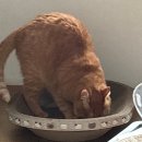 알리 내돈내산 고양이 용품 대성공 후기 (고앵이 2마리를 위한 장난감, 급수기, 스크래처, 롤러, 브러시...