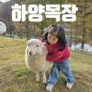 앙팡목장 | 홍천 여행 아이와 가볼만한 곳 | 하양목장 양 먹이주기 체험 솔직 후기