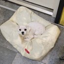 안녕, 상이 친구들! 이미지