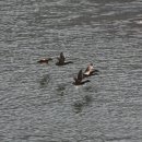 오리 날다 이미지