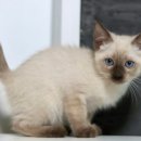 집사의 하루 대구점 이미지