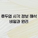 해석