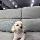 애견 미용실(도그하우스) 이미지