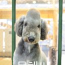 플로라그루밍독 이미지