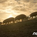 돈다산농장 이미지