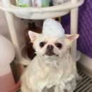 멍이냥이 이미지