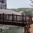 동삼수산 | place # 부산 벚꽃놀이 영도 동삼해수천. (부산 벚꽃 명소 추천/핫플)