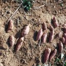 창평농장 이미지