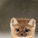 츄밥