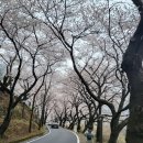 하동 쌍계사 십리벗꽃길 여행 벗꽃만개 했어요! 십리벗꽃길 한옥펜션 아원산방 좋으네요!