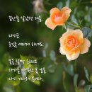 ♤모 정(母 情)♧ 이미지