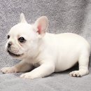 엄맨네 이미지