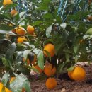 유명숙농장 이미지