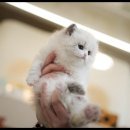 꿈꾸는 고양이 이미지