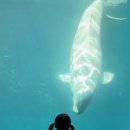 돌고래약품 이미지