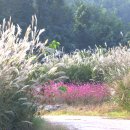 장미 공중화장실 이미지