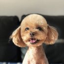 꽃같은 개 네이버블로그