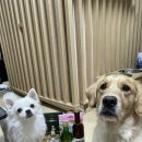 도그스타 금곡점 이미지