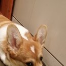 동건스애견카페 이미지