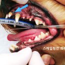 내포조은동물병원 이미지