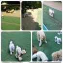 도그미뇽 이미지