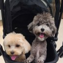 율하 위드동물병원 이미지