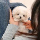 울산 강아지분양 미유펫 네이버블로그