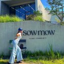 싱그러운청도로(봄) | 청도 대형 카페 소우모우 sowmow