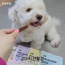 덴탈왕 | 강아지덴탈껌 N번째 구매 꼬뜨 치카껌 급여 후기