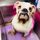 하슬라동물병원 이미지